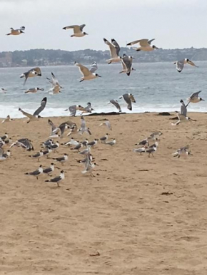 Отель Cabañas en Algarrobo Norte  Альгарробо